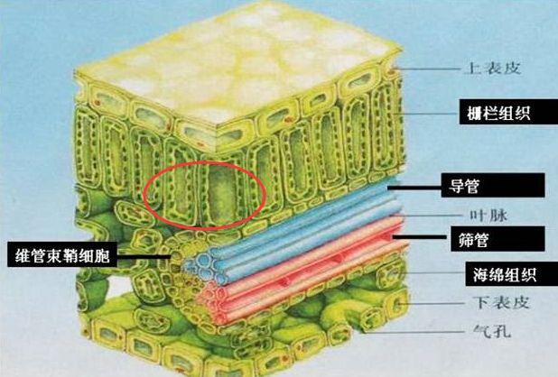 柑橘溃疡病综合防治技术及常用药剂详细分析，太全了！12