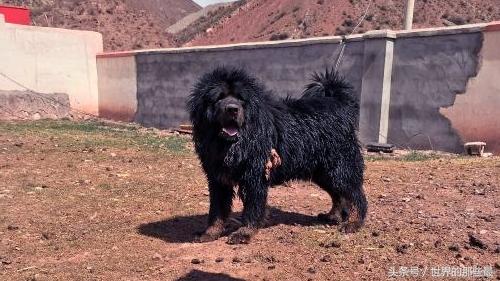 鬼獒价格