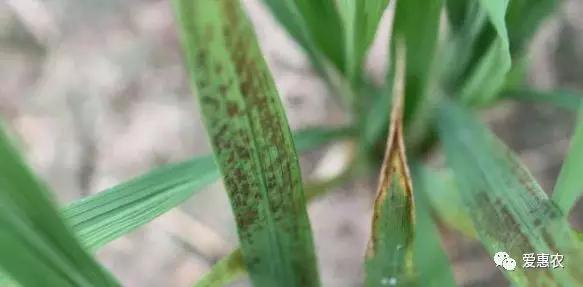 「爱惠农-种植」水稻赤枯病的症状和防治