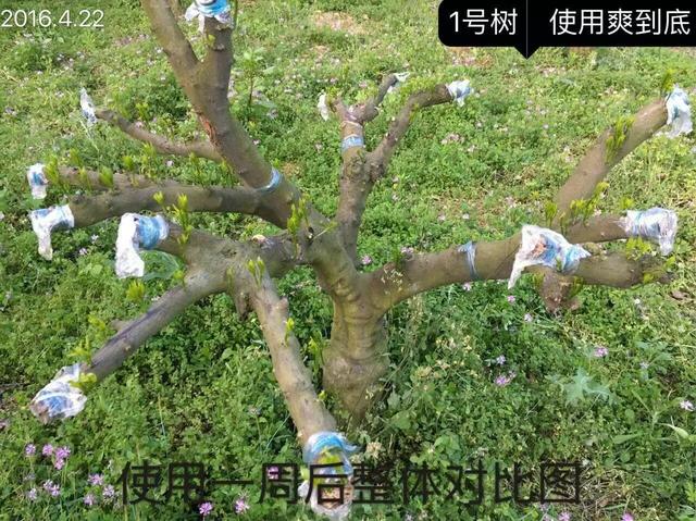 含腐植酸+海藻肥料促进柑橘发芽、壮梢效果，用与不用差别很大3