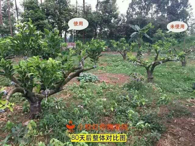 含腐植酸+海藻肥料促进柑橘发芽、壮梢效果，用与不用差别很大7