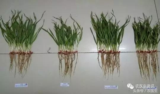 碧护生态综合技术小麦健株抗逆减量控害现场观摩暨技术交流会8