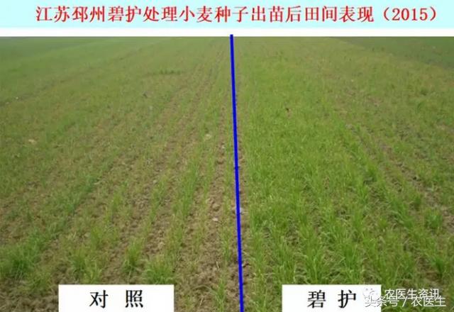 碧护生态综合技术小麦健株抗逆减量控害现场观摩暨技术交流会15