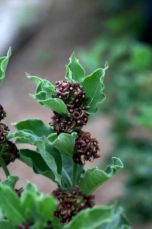 白薇种植技术亩产价值 农村这种不被人喜欢的植物,却是一种中草药