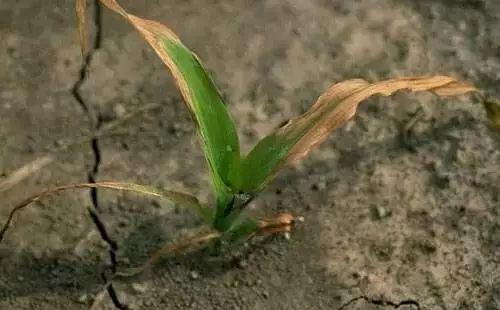 所有除草剂药害症状及挽救方法！（建议收藏）1