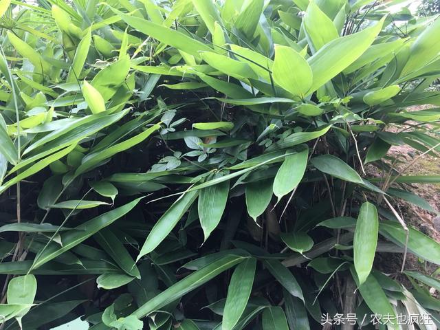 粽叶是什么叶 粽叶是什么叶（粽叶是什么叶子） 生活