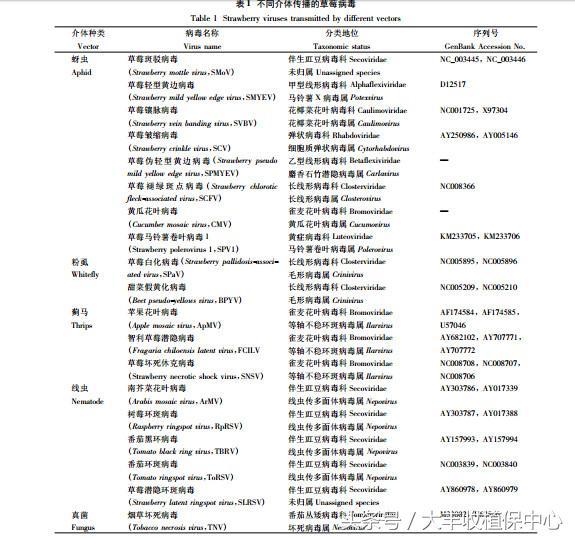 没见过草莓病毒病，你是真的不知道有多难治！9