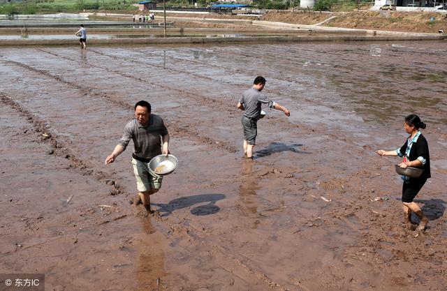 以下3点苗期直播水稻除草技术管理，农民朋友要特别注意！5