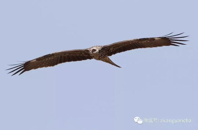 鹰犬塞途