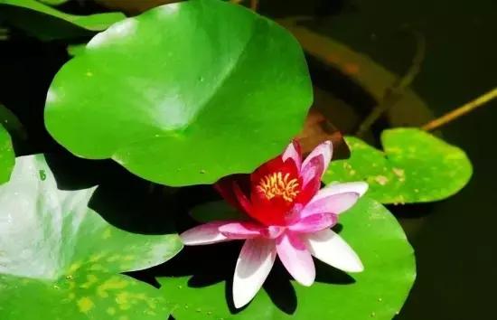 睡莲的种植方法 睡莲的种植方法，无土睡莲的种植方法 生活