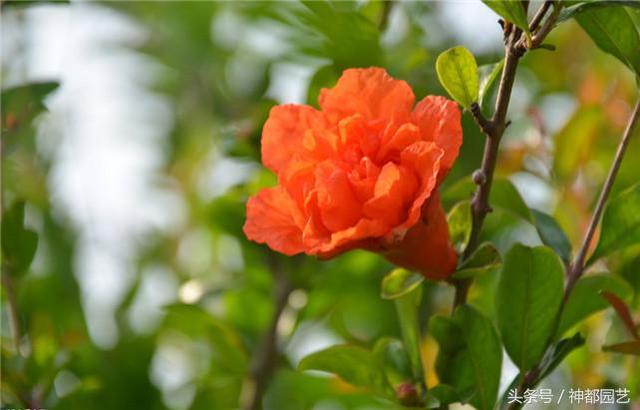 石榴花花语 石榴花花语（石榴花花语和寓意） 生活