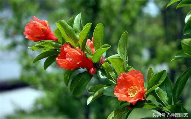 石榴花花语 石榴花花语（石榴花花语和寓意） 生活