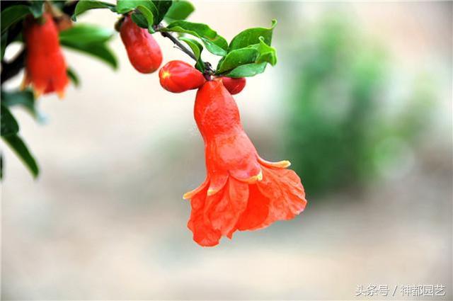 石榴花花语 石榴花花语（石榴花花语和寓意） 生活
