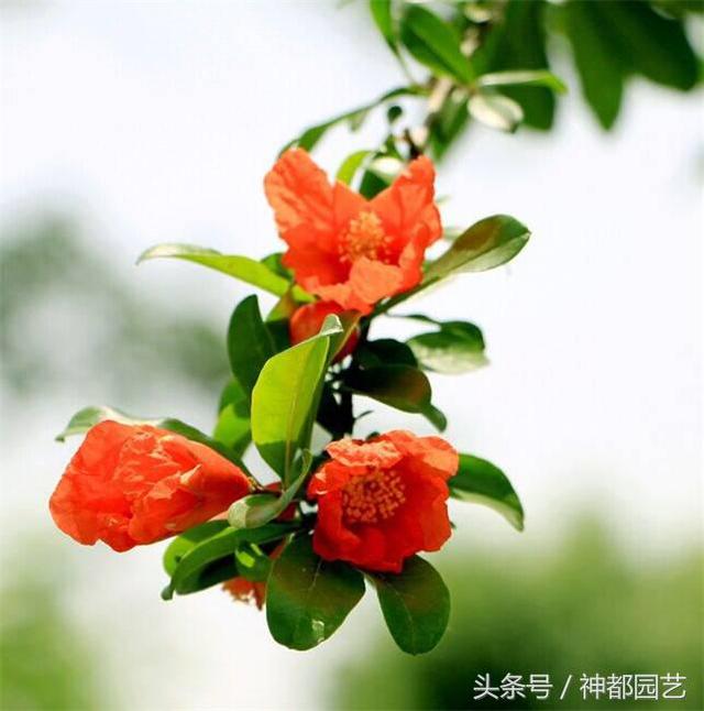石榴花花语 石榴花花语（石榴花花语和寓意） 生活