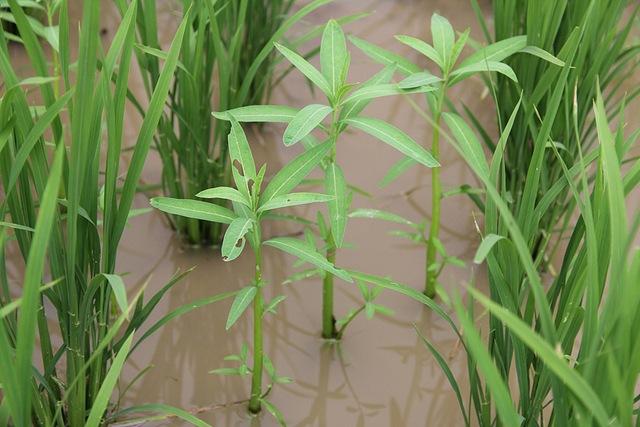 11种水稻苗后常用除草剂优缺点对比1