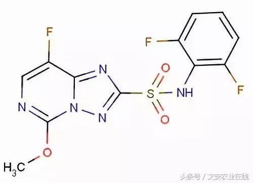 双氟磺草胺防除抗性小飞蓬探索1