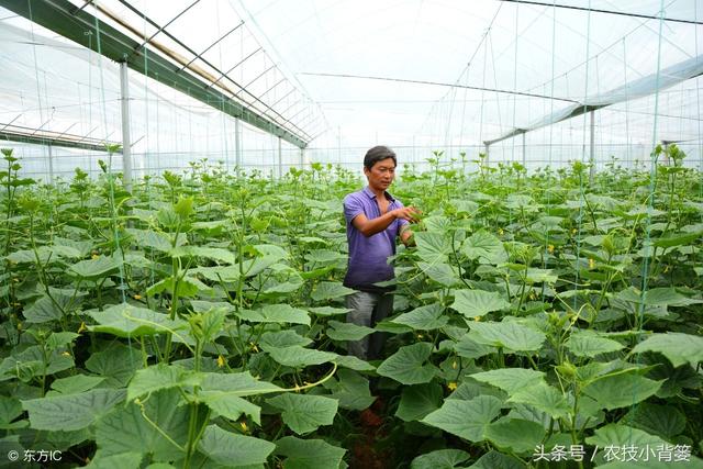 夏季蔬菜棚室闷棚，这样才能取得最佳杀虫灭菌效果！