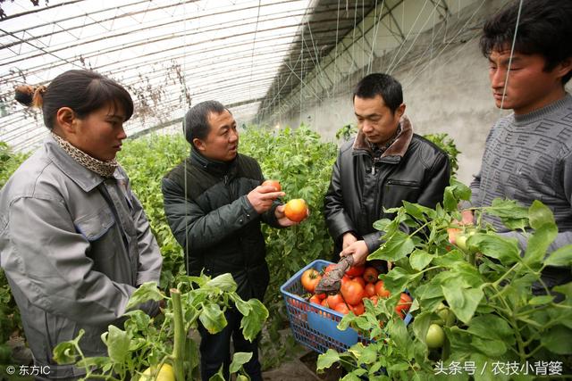 夏季蔬菜棚室闷棚，这样才能取得最佳杀虫灭菌效果！2