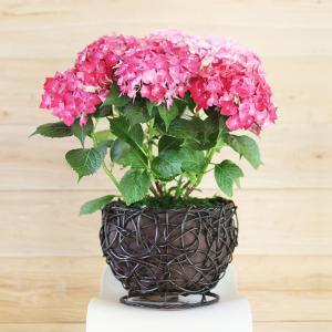 八仙花 八仙花（八仙花是草本还是木本） 生活
