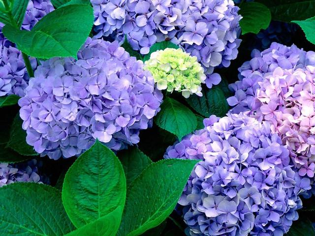 八仙花 八仙花（八仙花是草本还是木本） 生活
