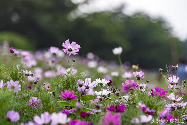 格桑花波斯菊