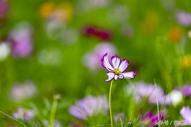 格桑花波斯菊