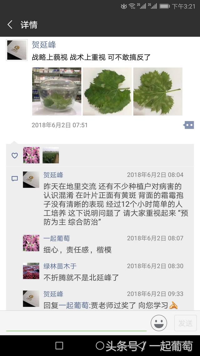 上穗的霜霉病19