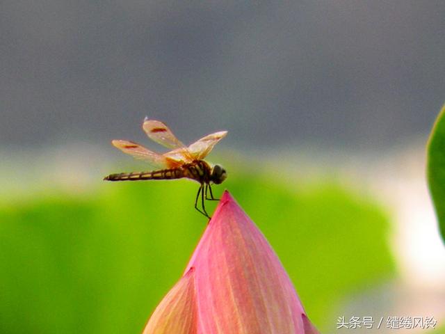 小池古诗译文和赏析，什么才露尖尖角早有蜻蜓立上头杨万里小池？
