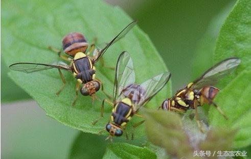 9种沃柑病虫害以及防治方法