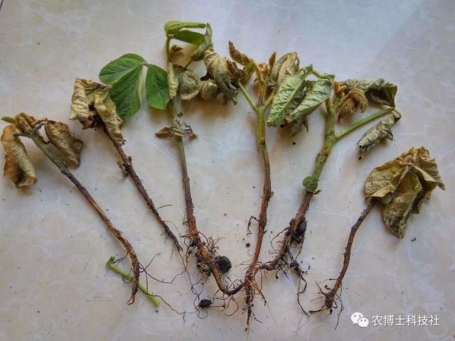 「微信课堂」玉米茬种大豆杂豆残留药害解除方法2