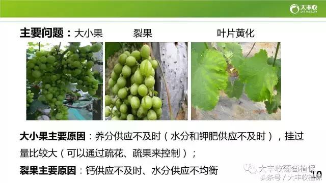 葡萄6月管理要点：17种病虫蠢蠢欲动，膨果肥和着色肥要这么用！10