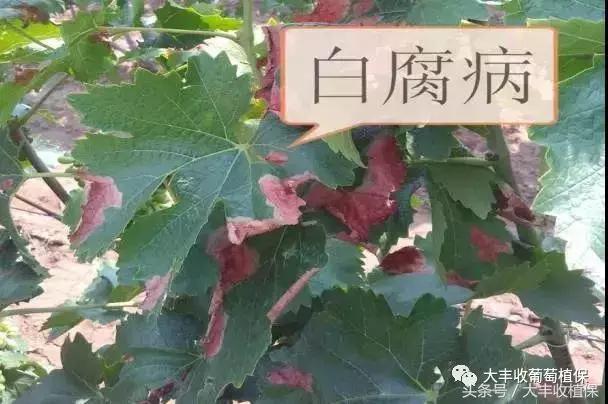 葡萄6月管理要点：17种病虫蠢蠢欲动，膨果肥和着色肥要这么用！6