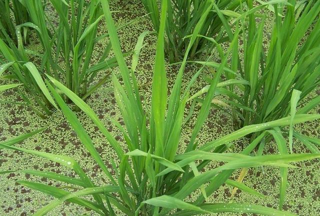 水稻田青苔危害大，对产量影响重，学会防治避免减产2