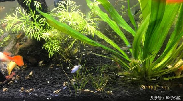 蜗牛制砂机洗砂机