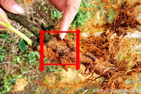 种植猕猴桃绕不过的根腐病，图文展示发病原因以及对应治疗方法