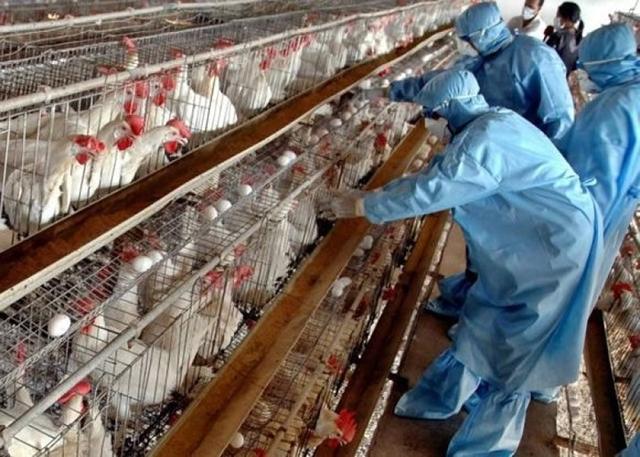 h7n9流感(h7n9流感等6种传染病防治知识答案)