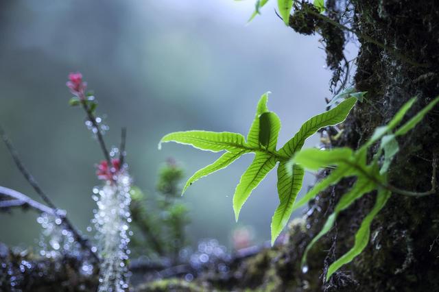 草色遥看近却无的上一句