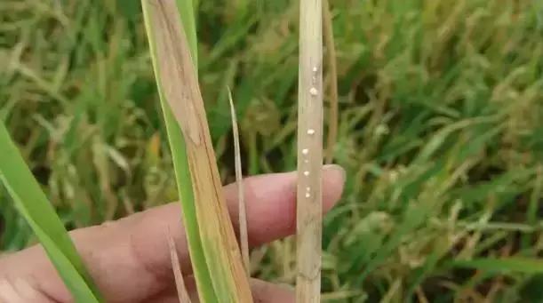 最新整理水稻病害与防御措施+高清图谱！6