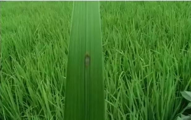 最新整理水稻病害与防御措施+高清图谱！8