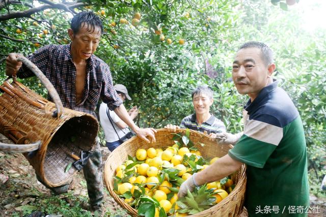 湖北秭归：夏橙上市，农民冒雨日夜采收，一年的辛苦3天回收