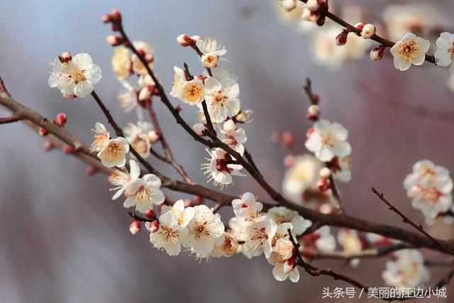 长春的市花