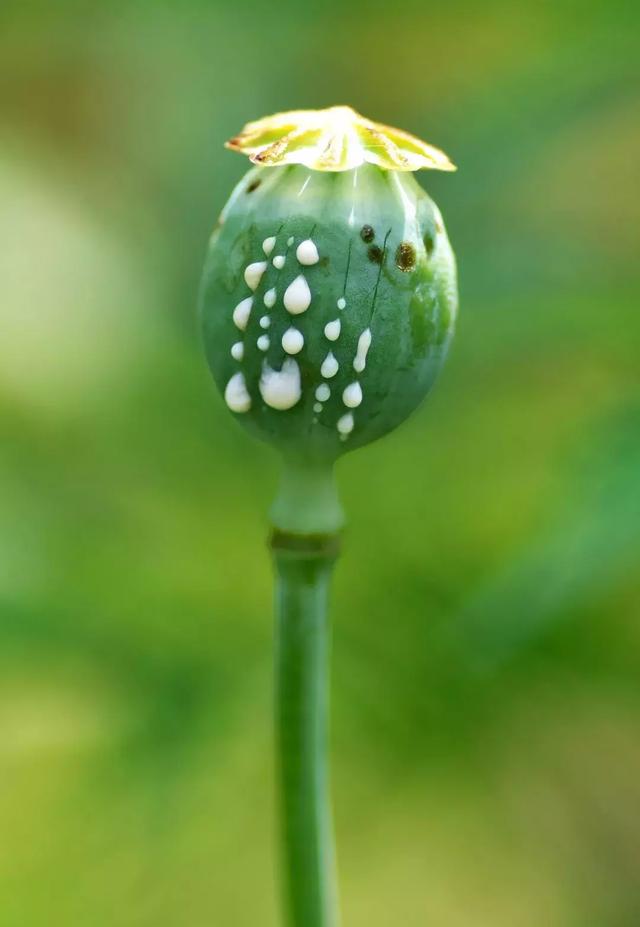 鸦片罂粟