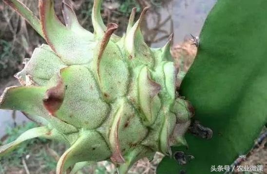 火龙果种植管理：炭疽病怎么治？2