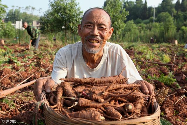 这种中药对土壤要求不高，可与蔬菜进行间作，高产田达1500斤！2