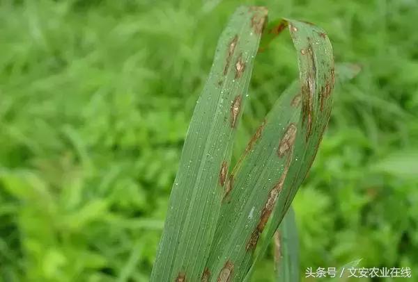 19种常见保护性杀菌剂介绍及使用方法，用过10种才算行家5