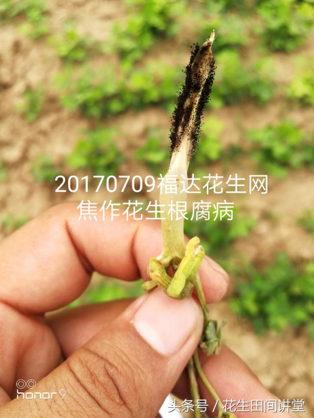 花生有死苗黑根烂根白毛毛开始用药了，你地块有就立马行动5