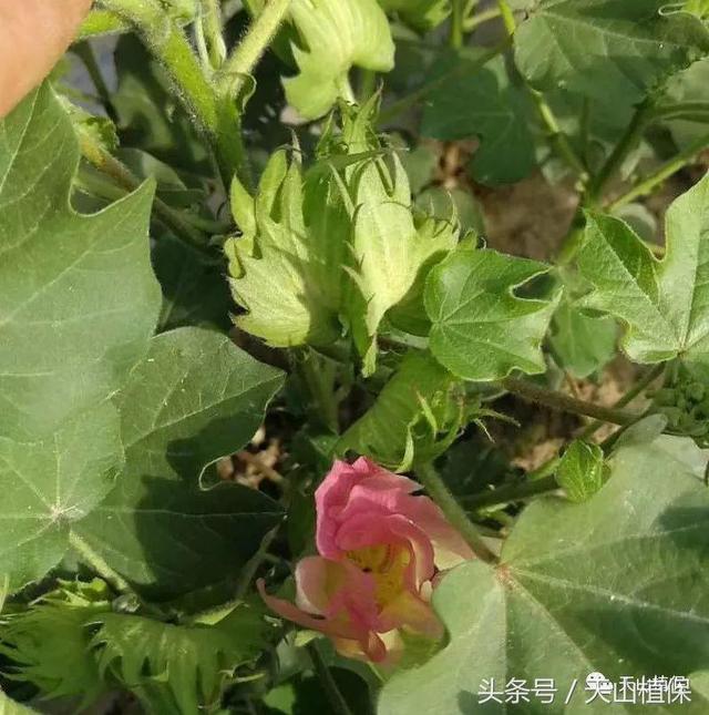 棉花花铃期技术标准是什么，你怎么看1