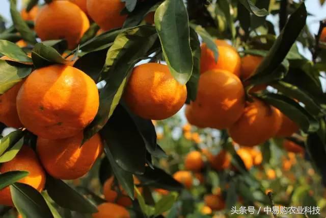 三农资讯：柑橘红蜡蚧危害果园，及时防治！