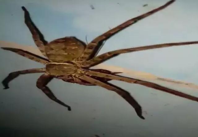 鸡皮疙瘩毛骨悚然是什么病