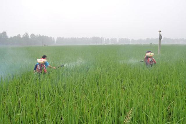 水稻田发现潜叶蝇，及时进行打药防治，提前预防是关键3